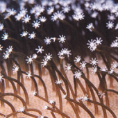 Farmer's Reserve — Medeski, Martin & Wood